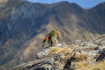 New Zealand Kea parrot in Fjordland National Park along the Kepler Track Great Walks