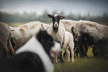 Blurred silhouette of a border collie dog on the background of a flock of sheep