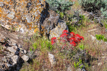 Red Indian Paintbrush flowers and orange lichen on the desert rock environment of Colorado in spring.