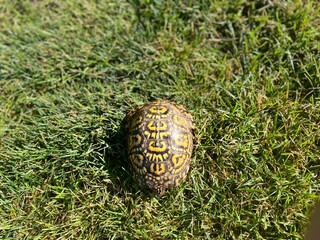 Turtle on the grass
