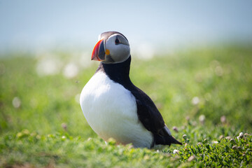atlantic puffin or common puffin