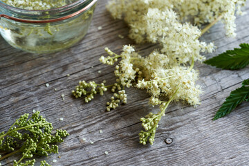 Meadowsweet flowers and tincture on a wooden table