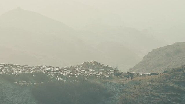Flock of sheep in countryside of Georgia surrounded by scenic mountains landscape in hazy cold morning. Shephard on horse with sheep flock in highlands