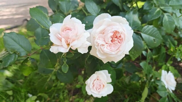 soft pink roses blossom in garden. close up. cloudy day