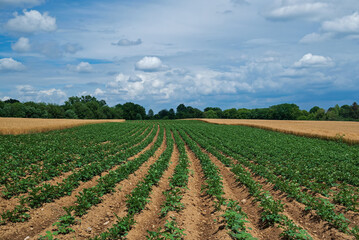 Fototapeta na wymiar Strip cropping using potatoes and barley. It is a type of farming with a cultivated field partitioned into long strips and alternated in a crop rotation system. It can be used to prevent soil erosion.