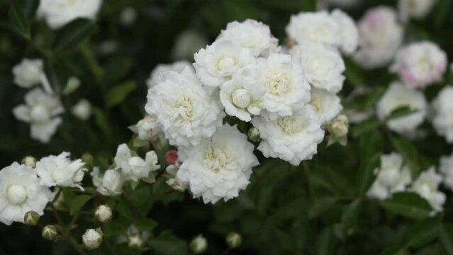 Many small buds of a delicate velvet white rose close-up. A bush of abundantly blooming roses on a sunny day. Panorama. High quality 4k footage
