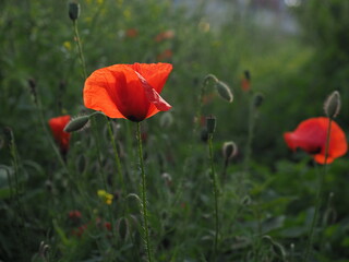 Red poppies blooming in a vacant lot