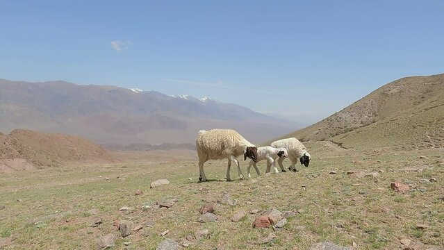 
Sheep herd on a green pasture in mountains. sheep and lambs on pasture with high mountains in background. Farming outdoor. Beautiful landscape. Animals in wilderness. Sunny day, amazing weather.