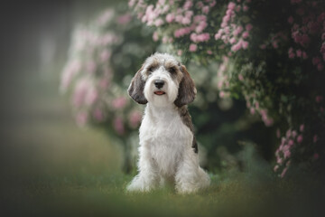 Petit basset griffon vendeen dog posing among pink flowers - obrazy, fototapety, plakaty