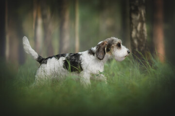Naklejka na ściany i meble Petit basset griffon vendeen dog walking in the spring forest