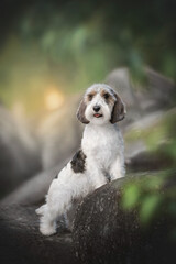 Petit basset griffon vendeen dog posing around big stones on the sunset background