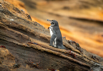 Galapagos Penguin