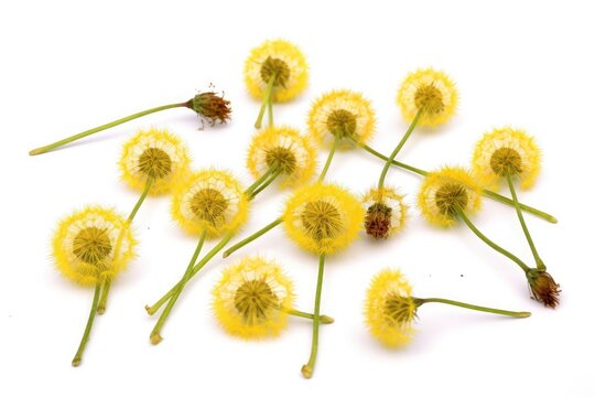 stock photo of Dandelion Taraxacum seeds isolated white background photography Generated AI