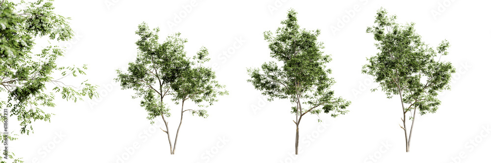 Leinwandbilder Ash tree isolated on transparent background and selective focus close-up. 3D render.