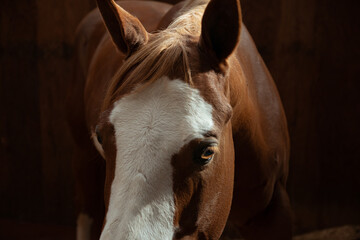 Chestnut Mare
