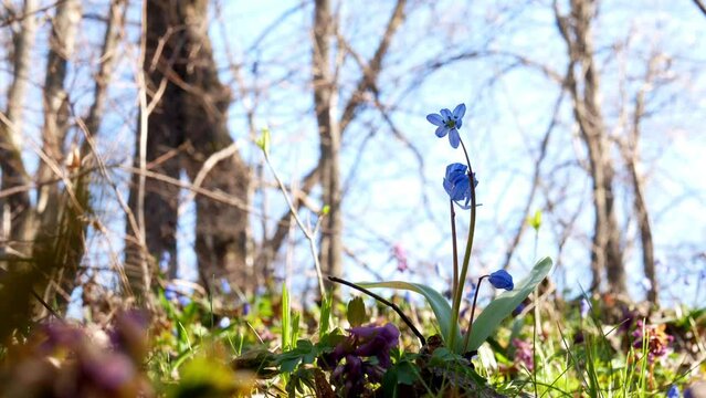 Blue scilla against the blue sky in early spring. A flower swaying in a light spring breeze