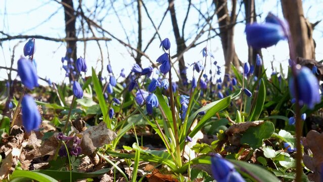 Small bells of scilla spring flower sway in the wind. Interesting footage of a rare spring flower in its natural habitat.