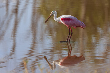 Roseate Spoonbill standing in water in evening light with full reflection