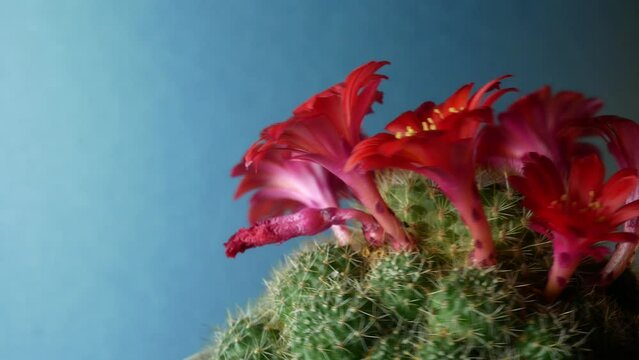 Blooming mammillaria spins on a stand around itself. The plain blue background contrasts with the red colors.