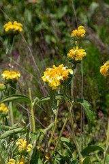 Phlomis russeliana (Jerusalem Sage), Turkish sage, is a species of flowering plant in the mint family Lamiaceae