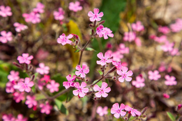 Rock soapwort or tumbling Ted flowers (Saponaria ocymoides, the Caryophyllaceae family)