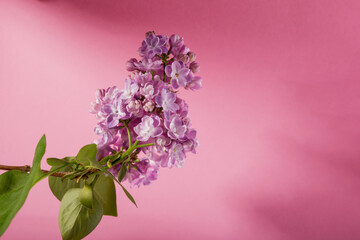 Beautiful lilac flower very close up against gentle pink background with space for text. Floral banner for your promo.