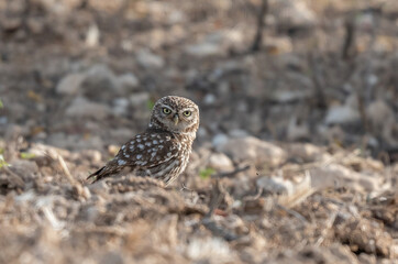 little owl catching a large insect on the ground