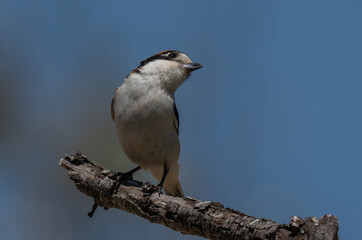 cute woodchat shrike on the branch