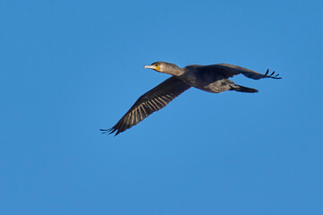 Cormorant in flight over the sea