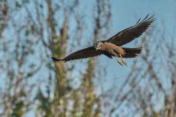western marsh harrier dropping an egg in the air