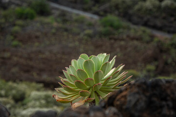 Obraz premium amazing landscape in El Teide national park