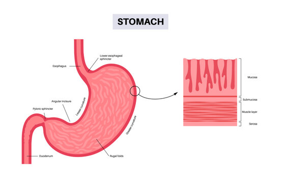 Mucous membrane structure
