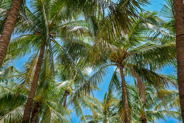 Fototapeta na wymiar Palms Miami Beach tropical tree on blue sky