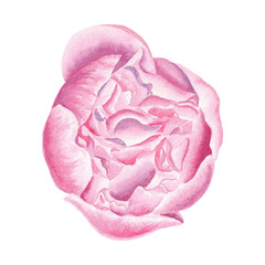 Watercolor peony flower hand drawn in the botanical style for use in logo, wedding, holiday and birthday designs. Pink daisy cute isolated elemet decorating cards, gift wrapping, posters, invitation