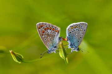 Macro shots, Beautiful nature scene. Closeup beautiful butterfly sitting on the flower in a summer garden.