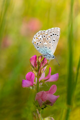 Macro shots, Beautiful nature scene. Closeup beautiful butterfly sitting on the flower in a summer garden.