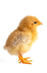 Little chicken chick isolated on white - chick