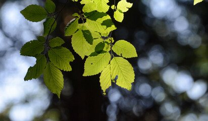 bright green leaves summer nature background