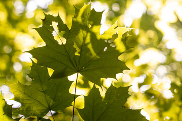 bright green leaves summer nature background