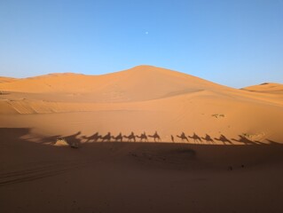Fototapeta na wymiar A caravan of dromedaries passing the Sahara desert in the evening
