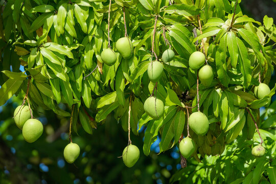A large number of green mangoes hanging from the tree in the sunshine
