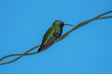 Hispaniolan emerald hummingbird perched on a twisted wire against a blue sky