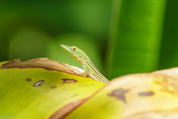 Hispaniolan green anole peeks out from a leafy hiding spot, with eye staring directly towards the...