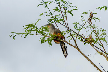 Hispaniolan lizard cuckoo perched at the top of a tree in thin leaf cover