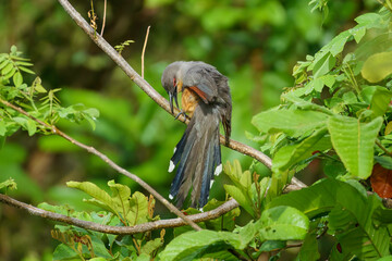 Hispaniolan lizard cuckoo perched on a branch gnawing at it with it's beak