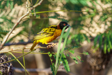 Village weaver holding leaves in it's beak looking intently out to the right