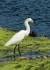 Snowy Egret with Alligator in the background