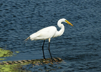 great white heron