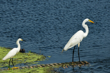 Snowy Egret and Great White Heron with an Alligator in the background