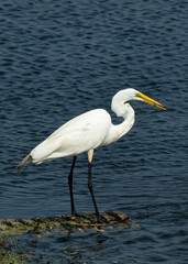 Great White Heron